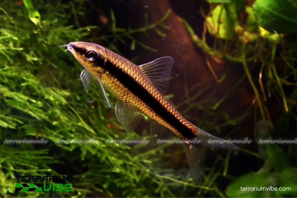 Cá Bút Chì 3 Điều chỉnh nhiệt độ nước lý tưởng là 23–28°C, độ pH 5,5–7,5, độ cứng không quá 6 dGH