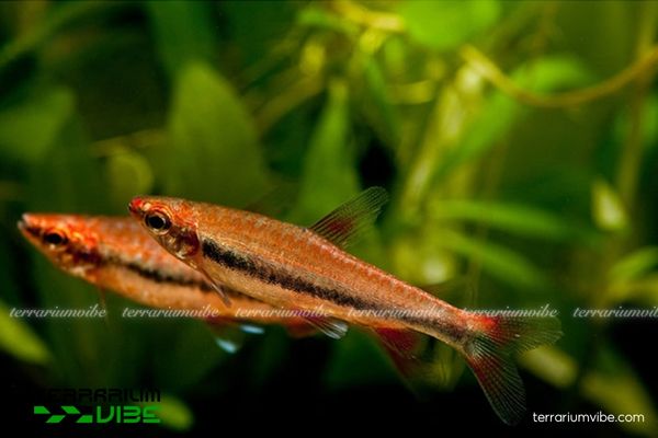 Cá Bút Chì Đỏ 1 Cá nước ngọt Bút Chì Đỏ xuất xứ từ các dòng sông Surinam và Guyana (Nam Mỹ)