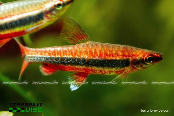 Cá Bút Chì Đỏ 2 Tập tính sinh học của Bút Chì Đỏ