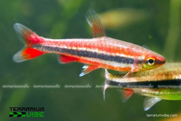 Cá Bút Chì Đỏ 4 Bút Chì Đỏ tại thị trường Việt có giá dao động từ 25.000 – 40.000 VNĐ/con