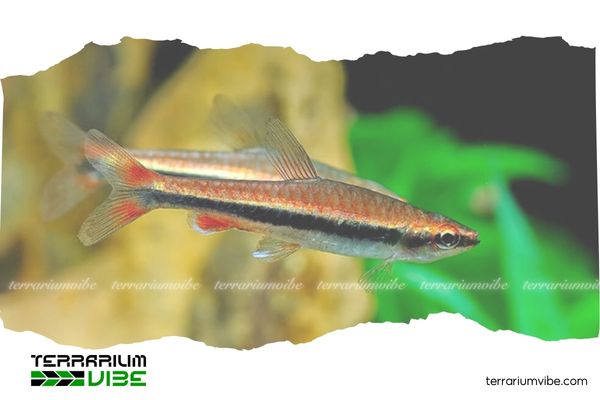 ca-but-chi-do Cá Bút Chì Đỏ