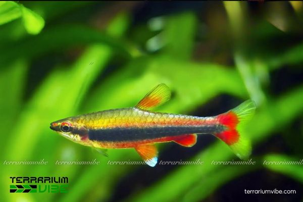 Cá Bút Chì Vàng 3 Cá Bút Chì Vàng cần môi trường nước yên tĩnh để cá phát triển tốt