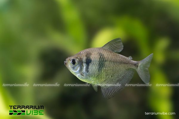 Cá Cánh Buồm 2 Loài Cánh Buồm rất hiền hòa và thường sống theo đàn từ 6–10 con