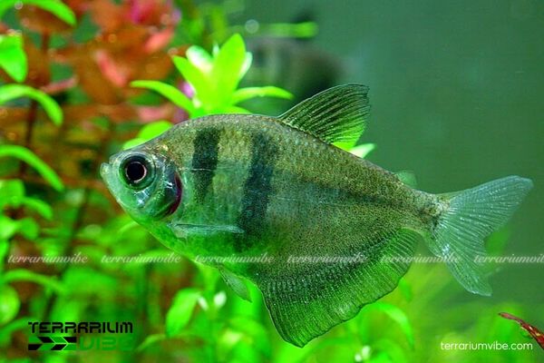 Cá Cánh Buồm Tiger 3 Lưu ý đến chất lượng nước để đảm bảo cá sinh trưởng khoẻ mạnh