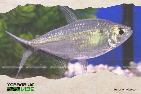 Cá cắt kéo 4 Chế độ ăn uống của cá cắt kéo