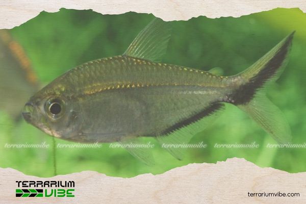 Cá cắt kéo 5 Giá của cá cắt kéo tham khảo