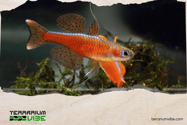 Cá cầu vồng Red Neon 1 Thông tin học thuật về cá cầu vồng Red Neon