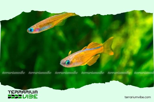 Cá cầu vồng Red Neon 2 Đặc điểm nổi bật của cá cầu vồng Red Neon