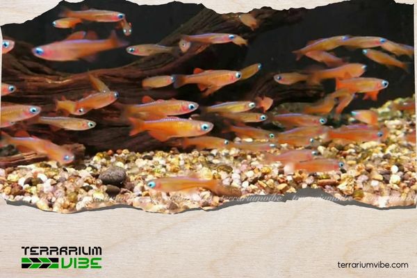 Cá cầu vồng Red Neon 4 Tham khảo giá thị trường của cá cầu vồng Red Neon