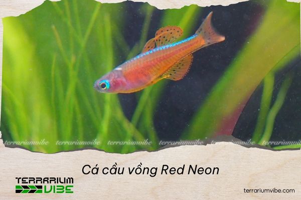 ca-cau-vong-red-neon Cá cầu vồng Red Neon