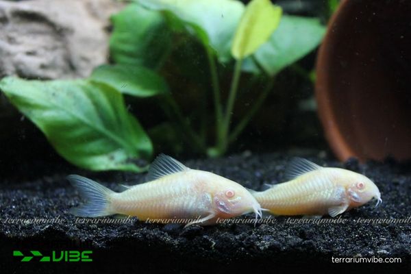 Cá Chuột Albino 1 Thông tin phân loại học của cá Chuột Albino