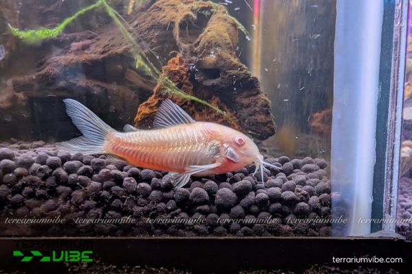 Cá Chuột Albino 2 Thân thon nhỏ, mõm nhọn có râu, màu trắng hồng ánh vàng, mắt đỏ