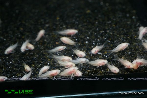 Cá Chuột Albino 3 Cá Chuột Albino cần nuôi theo nhóm và điều kiện môi trường sống phù hợp