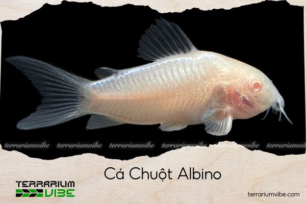 ca-chuot-albino cá chuột albino