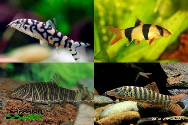 Cá Chuột Botia 1 Chuột Botia là nhóm các loài cá cảnh nước ngọt tầng đáy