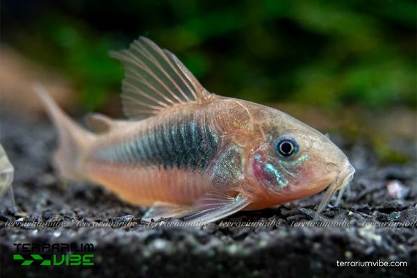 Cá Chuột Cà Phê 1 Thông tin phân loại học về cá Chuột Cà Phê