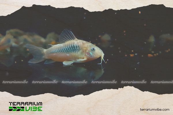 Cá Chuột Cafe 4 Chế độ ăn uống của Cá Chuột Cafe