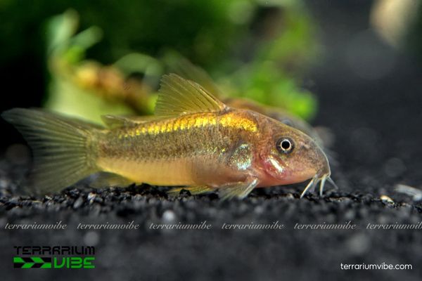 Cá Chuột Gold Laser 1 Cá Chuột Gold Laser là một biến thể của dòng Corydoras aeneus