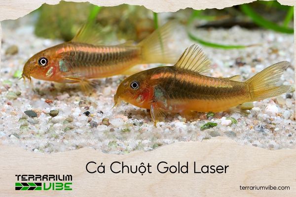 ca-chuot-gold-laser cá chuột gold laser
