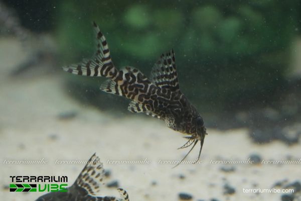 Cá Chuột Mã Thiên 2 Cá Chuột Mã Thiên thân dài, mõm nhọn có râu dài, thân trắng vàng lấm tấm chấm đen