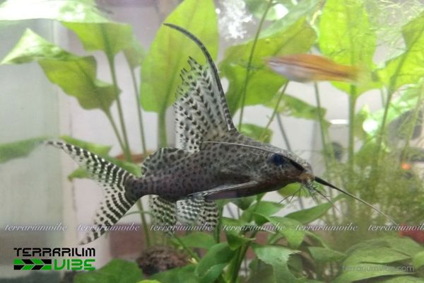 Cá Chuột Mã Thiên 3 Cần đảm bảo những yếu tố cần thiết để cá Mèo Sao Trường Giang phát triển tốt