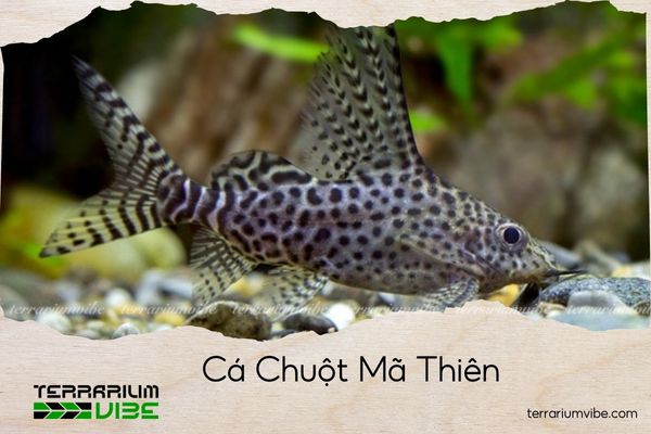 ca-chuot-ma-thien cá chuột mã thiên