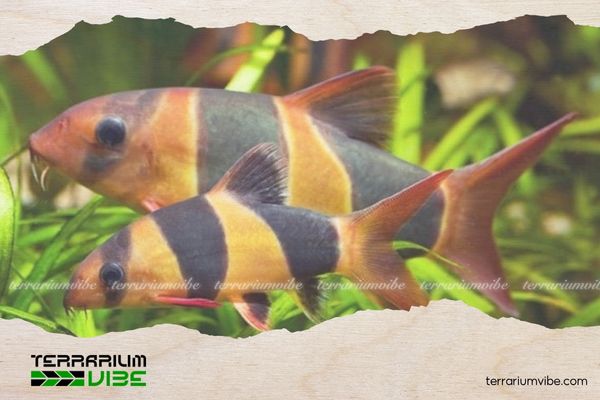 Cá Chuột Mỹ 1 Thông tin học thuật về cá Chuột Mỹ