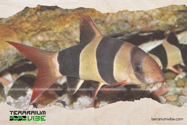 Cá Chuột Mỹ 3 Kích thước của cá Chuột Mỹ