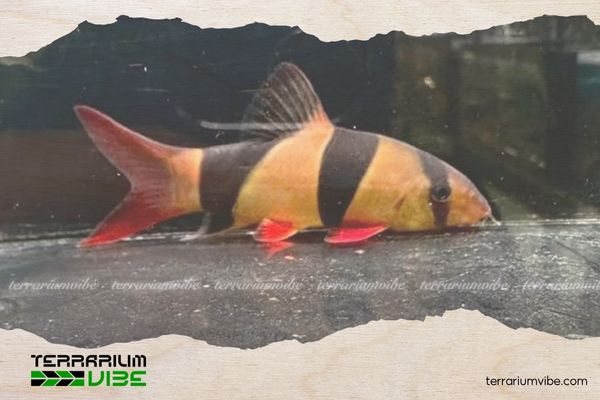 Cá Chuột Mỹ 5 Giá của cá Chuột Mỹ tham khảo