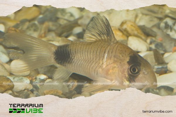 Cá Chuột Panda 4 Chế độ ăn uống của cá Chuột Panda