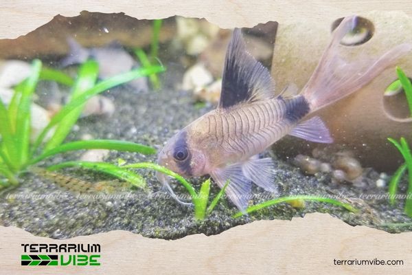 Cá Chuột Panda 5 Giá của Cá Chuột Panda tham khảo