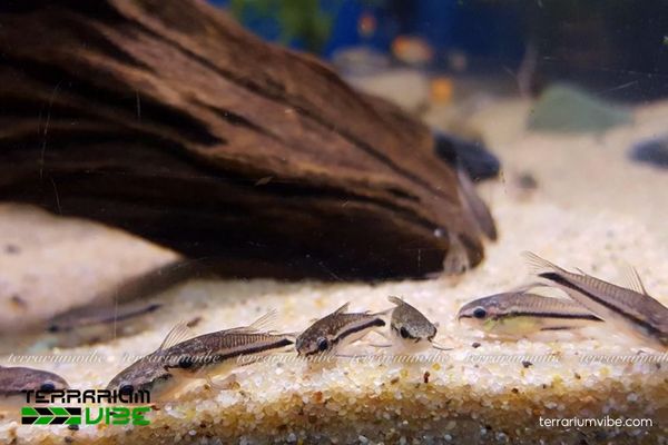 Cá Chuột Pygmy 3 Cá Chuột Pygmy nên nuôi theo đàn và sống chung với tép cảnh