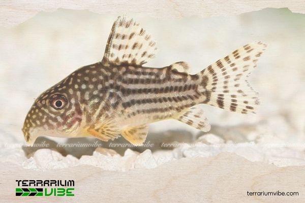 Cá Chuột Sao 1 Thông tin học thuật về cá Chuột Sao