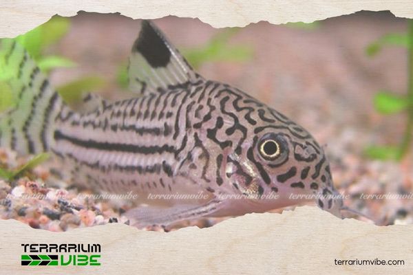 Cá Chuột Sao 2 Hình dáng và màu sắc của cá Chuột Sao