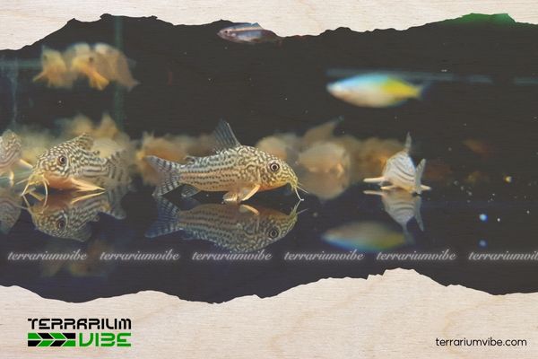 Cá Chuột Sao 4 Chế độ ăn uống của cá Chuột Sao