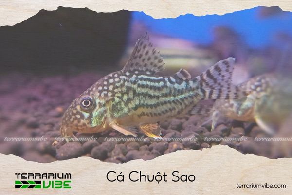 ca-chuot-sao Cá Chuột Sao