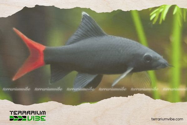 Cá Chuột Thái 4 Chế độ ăn uống của cá Chuột Thái