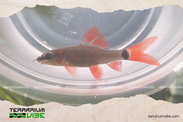 Cá Chuột Thái 5 Giá của Cá Chuột Thái tham khảo