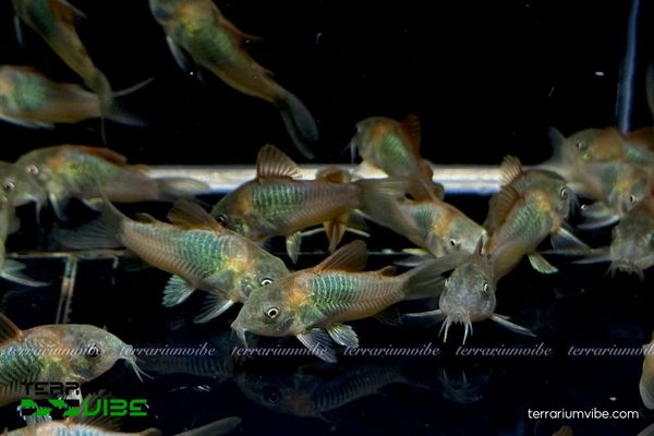Cá Chuột Venezuela 3 Một số điều kiện cần lưu ý khi nuôi cá Chuột Venezuela