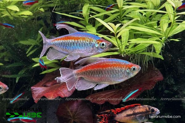 Cá Congo 1 Tìm hiểu về loại học cơ bản của cá Congo