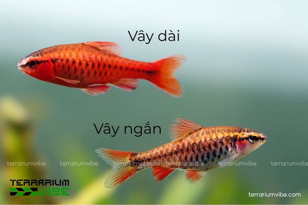 Cá Diếc Anh Đào 1 Cá Diếc Anh Đào là cá cảnh nước ngọt có màu đỏ đặc trưng