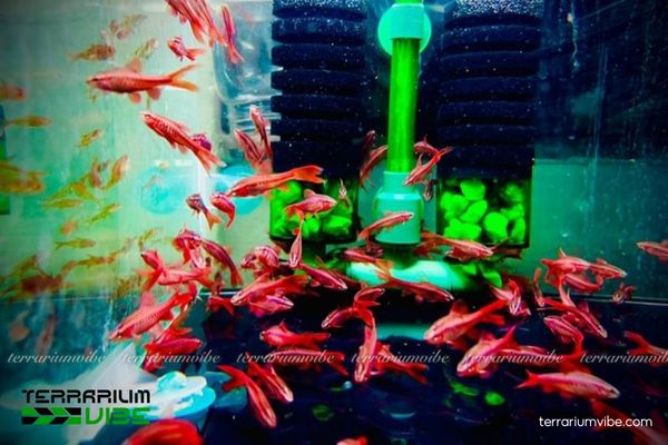 Cá Diếc Anh Đào 2 Tìm hiểu đặc điểm và tập tính sống của cá Diếc Anh Đào