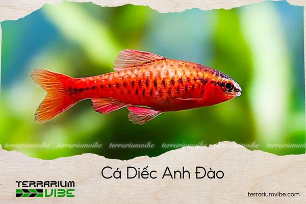 ca-diec-anh-dao cá diếc anh đào