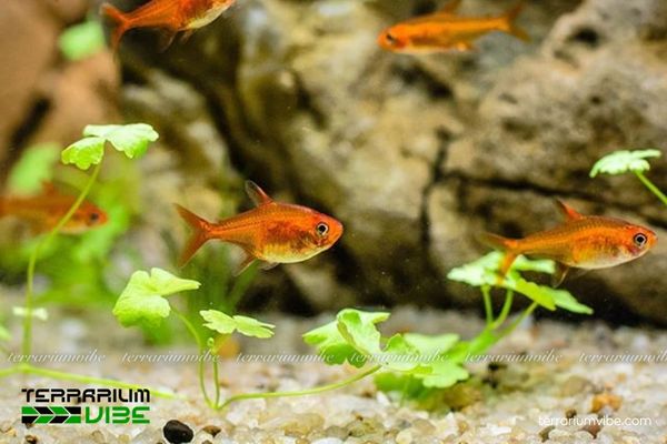 Cá Ember Tetra 1 Tìm hiểu tổng quan về phân loại học của cá Ember Tetra