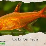 cá ember tetra