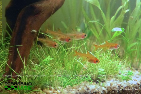 Cá Ember Tetra 2 Cá Ember Tetra có thân thon nhỏ, sắc cam đỏ rực rỡ