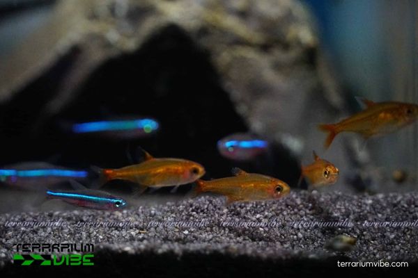 Cá Ember Tetra 3 Một số yếu tố cần lưu ý khi thiết lập bể nuôi cá Ember Tetra