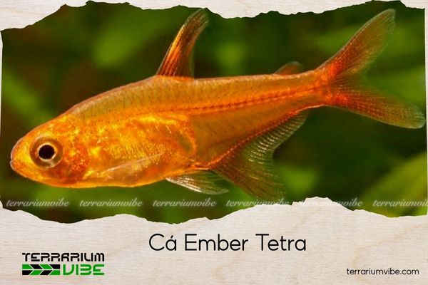 ca-ember-tetra cá ember tetra