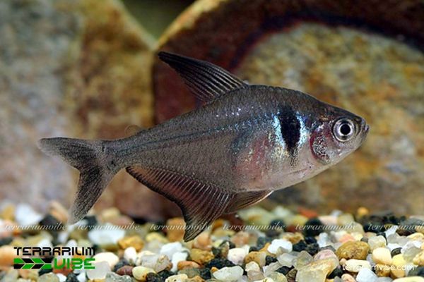 Cá Hắc Kỳ 1 Tìm hiểu tổng quan về phân loại học cá Hắc Kỳ