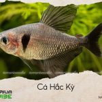 cá hắc kỳ